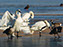Tundra Swan