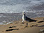 Laughing Gull