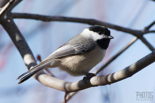 Black-Capped Chickadee