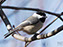 Black-Capped Chickadee