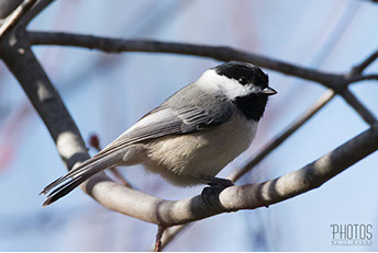 Black-Capped Chickadee