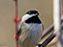 Black-Capped Chickadee