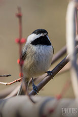 Black-Capped Chickadee