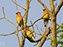Cedar Waxwing