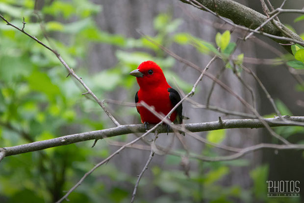 Scarlet Tanager
