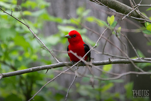 Scarlet Tanager