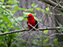 Scarlet Tanager