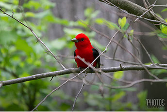Scarlet Tanager