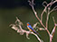 Barn Swallow