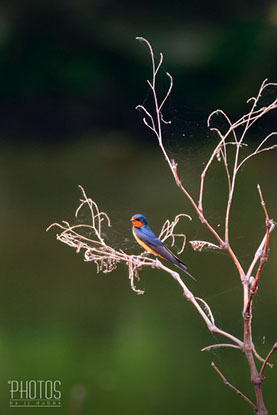 Barn Swallow