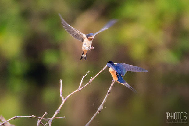 Barn Swallow