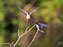 Barn Swallow