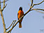 Baltimore Oriole