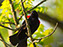 Red-Winged Blackbird