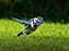 Blue Jay