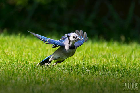 Blue Jay