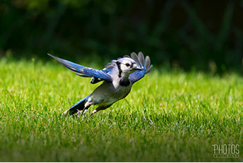 Blue Jay