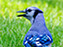 Blue Jay