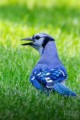 Blue Jay