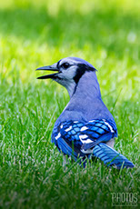 Blue Jay