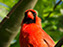 Northern Cardinal