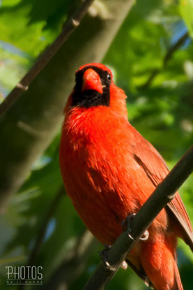 Northern Cardinal