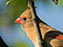 Northern Cardinal