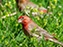 House Finch