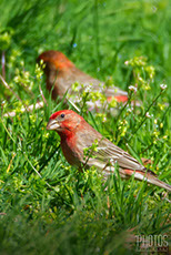 House Finch