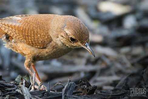 House Wren
