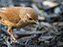 House Wren