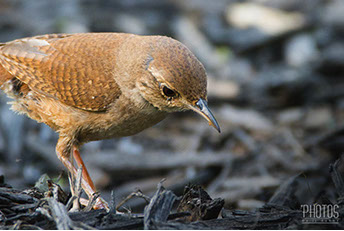House Wren