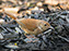 House Wren