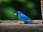 Indigo Bunting