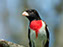 Rose-Breasted Grosbeak