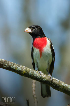 Rose-Breasted Grosbeak
