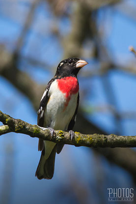 Rose-Breasted Grosbeak