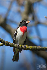 Rose-Breasted Grosbeak