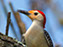 Red-Bellied Woodpecker