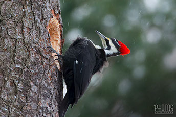 Pileated Woodpecker