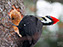 Pileated Woodpecker