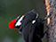 Pileated Woodpecker