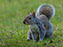 Gray Squirrel