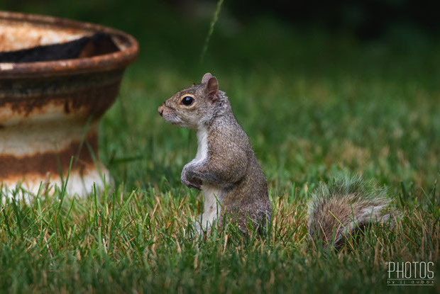 Gray Squirrel