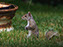 Gray Squirrel