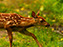 White-Tailed Deer