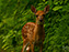 White-Tailed Deer