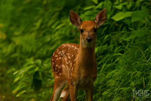 White-Tailed Deer