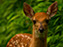 White-Tailed Deer