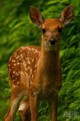 White-Tailed Deer